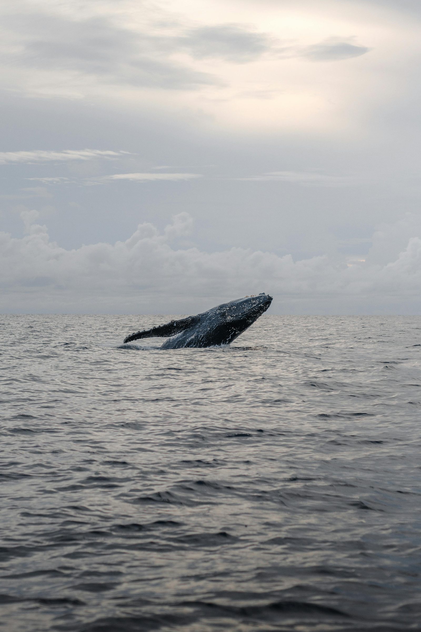 A whale breaching the surface — a final breach before the descent.