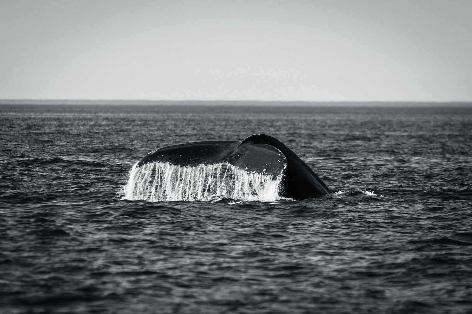 A whale's tail breaking the surface as the body sinks below.